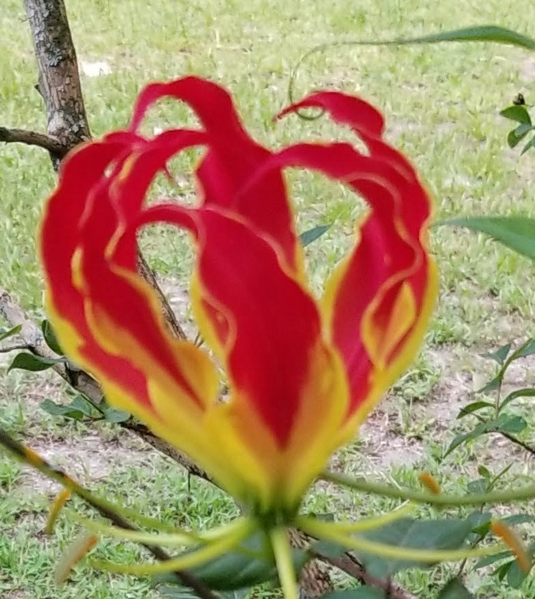 Fire Lilly petals